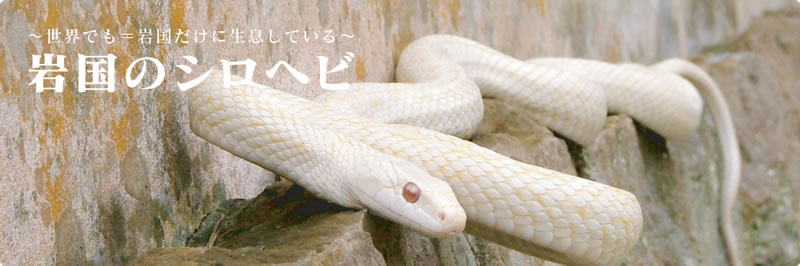一般財団法人 岩国白蛇保存会】